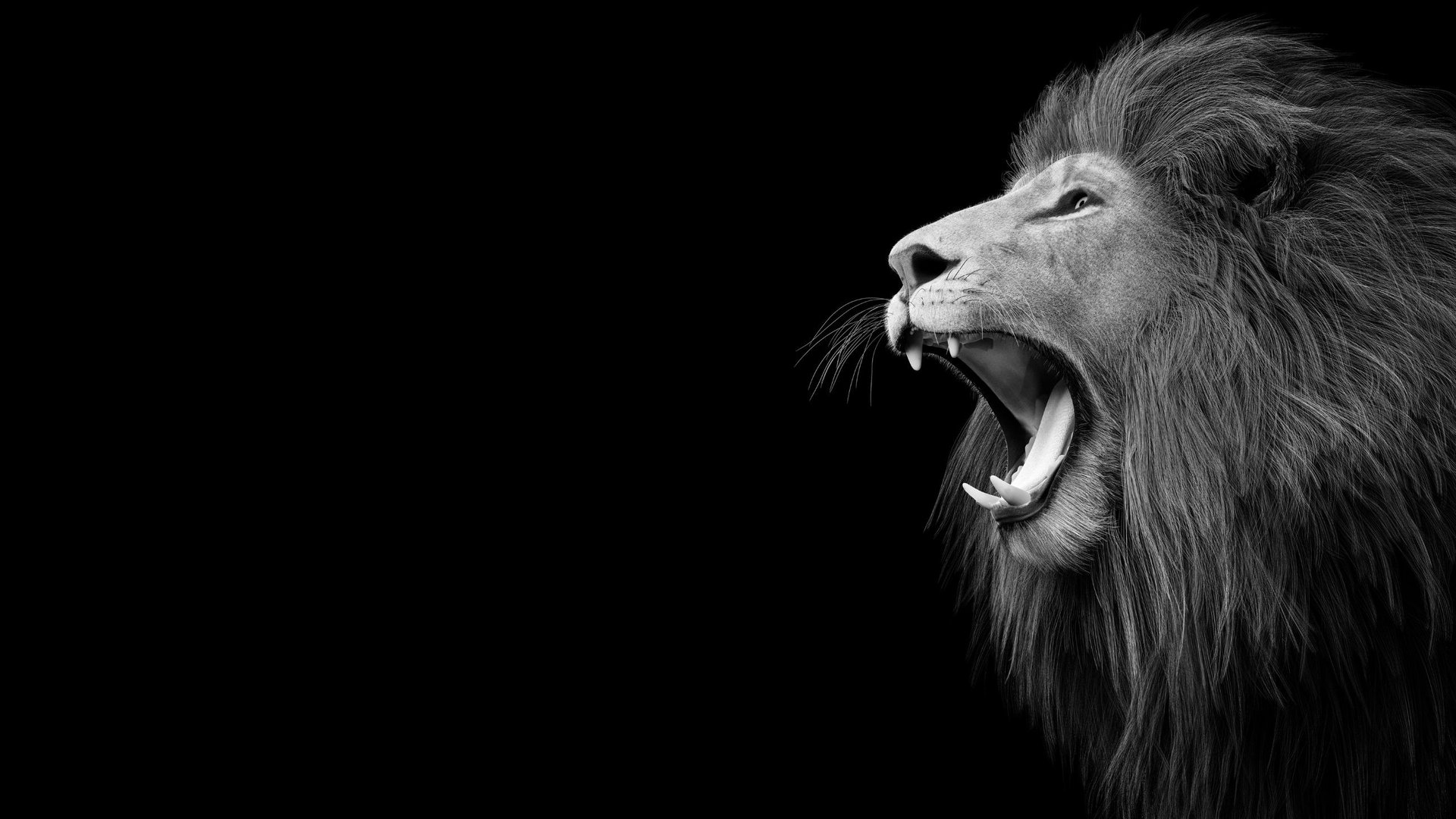 Löwe vor schwarzem Hintergrund zum Black Friday