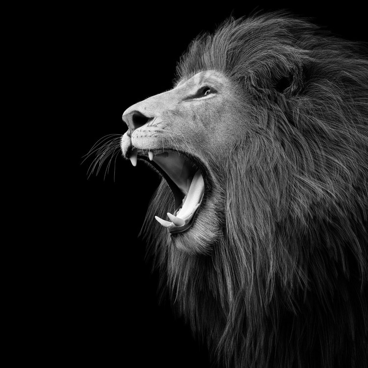 Löwe vor schwarzem Hintergrund zum Black Friday